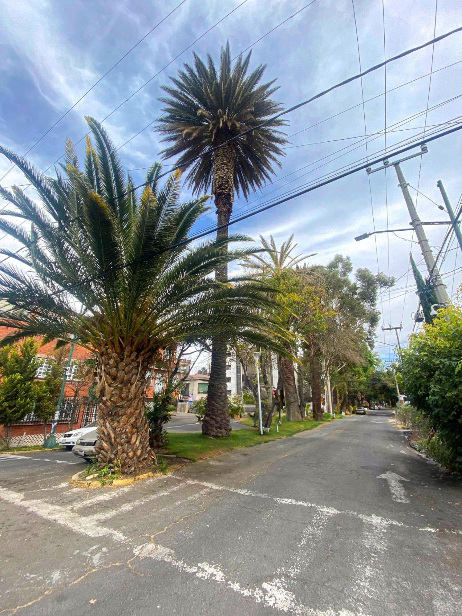 Modern Studio, Rooftop Charm, Cdmx Center2 مدينة مكسيكو المظهر الخارجي الصورة